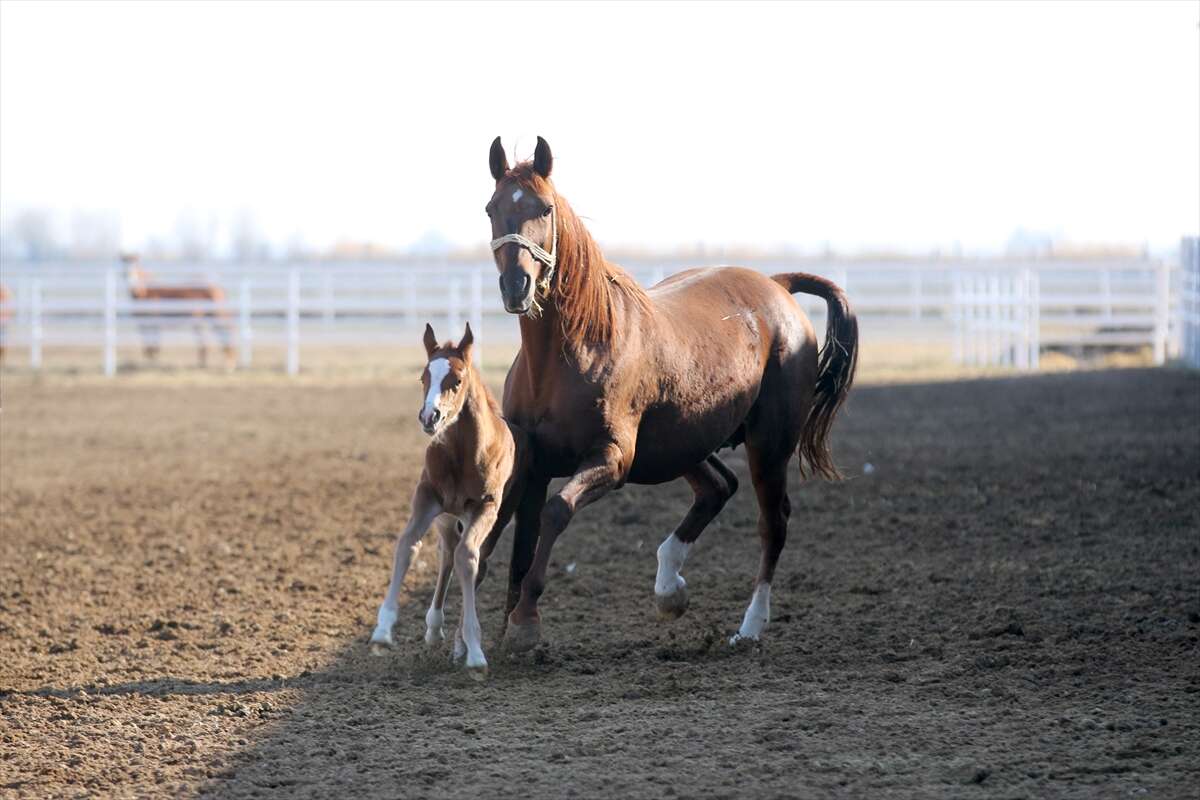 TİGEM’de 120 Safkan Arap Tayı satışa çıkacak 13
